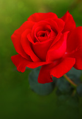 Red roses flower in the garden .