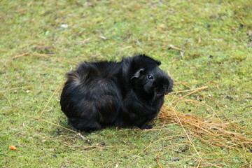 A Beautiful Black Guinea Pig Eating Hay in a Meadow.