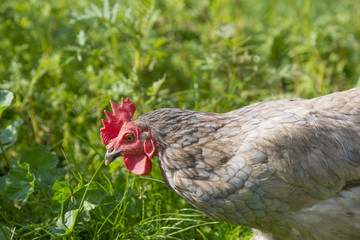 hen in the garden on a farm - free breeding
