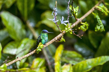 Beija-flor-de-fronte-violeta (Thalurania glaucopis) | Violet-capped Woodnymph photographed in Santa Teresa, Espírito Santo - Southeast of Brazil. Atlantic Forest Biome.