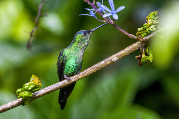 Beija-flor-de-fronte-violeta (Thalurania glaucopis) | Violet-capped Woodnymph photographed in Santa Teresa, Espírito Santo - Southeast of Brazil. Atlantic Forest Biome.