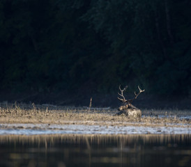 Red deer lying on river coast