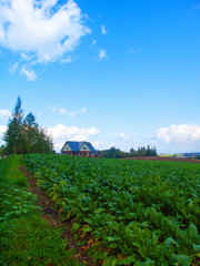 Autumn in Hokkaido