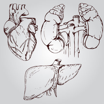Anatomical drawing of heart, liver and kidneys