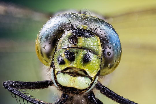 Focus Stacking - Common Hawker, Dragonfly, Hawker Dragonfly, Aeshna juncea