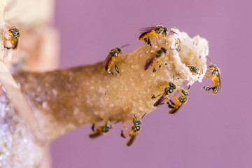 Abelha Jataí (Tetragonisca angustula) | Yataí bee photographed in Muqui, Espírito Santo - Southeast of Brazil. Atlantic Forest Biome.