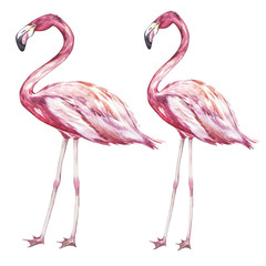 Pink flamingo watercolor illustration isolated on white background.
