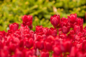 Red spring Tulips