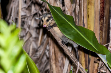 Gambá-de-orelha-preta (Didelphis aurita) | Big-eared opossum in Pedra Azul, Espírito Santo - Southeast of Brazil.