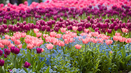 Fototapeta premium a profusion of spring tulips
