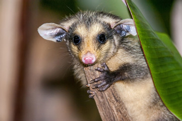 Obraz premium Gambá-de-orelha-preta (Didelphis aurita) | Big-eared opossum in Pedra Azul, Espírito Santo - Southeast of Brazil.