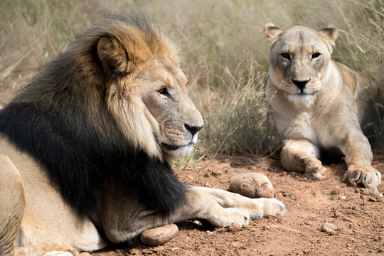 Portrait of a Lion and a Lioness in Naankuse safari park, Namibia