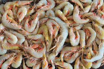 pile of fresh shrimps