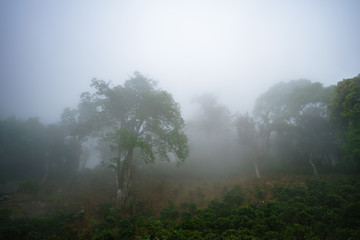 Obraz na płótnie Canvas Misty forest