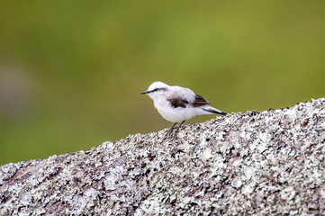 Lavadeira-mascarada (Fluvicola nengeta) | Masked Water-Tyrant in Pedra Azul, Espírito Santo - Southeast of Brazil.