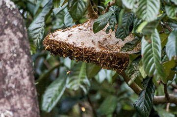 Vespa (Hymenoptera) | Wasp in Pedra Azul, Espírito Santo - Southeast of Brazil.