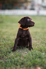  Labrador brown dog breed (chocolate labrador)