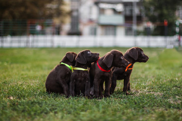  Labrador brown dog breed (chocolate labrador)