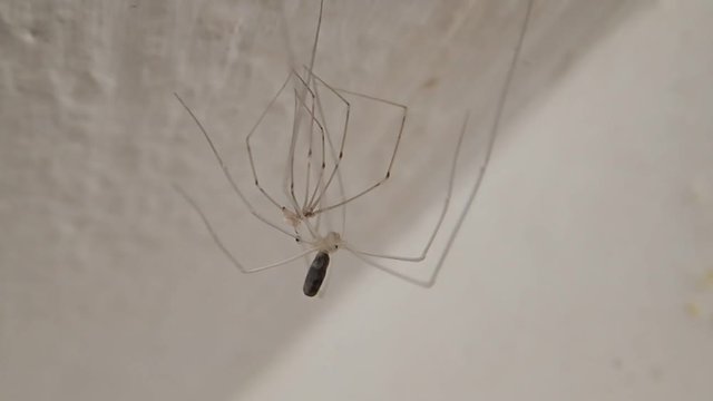 Young long legs spider after moulting on ceiling 