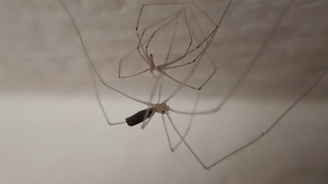 Young long legs spider after moulting