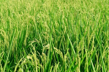 稲