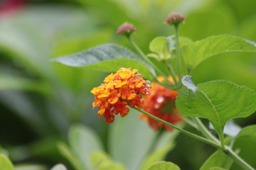 Colorful Lantana Flower , 