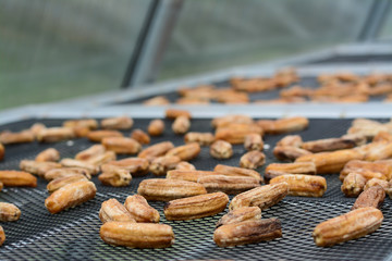 Dried bananas with solar cell, Food Preservation.