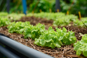Hydroponic vegetable farm, Agriculture and food concept. (Green oak Lettuce salad)