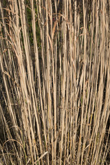 Birmingham Botanical Gardens West Midlands England UK