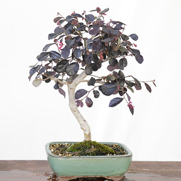 Chinese fringe flower (Loropetalum chinense) bonsai on a wooden table and white background