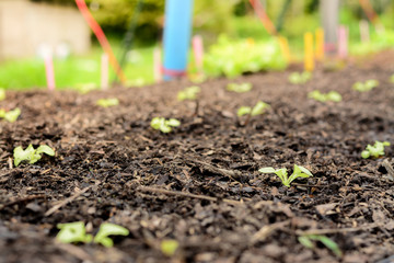 Hydroponic vegetable farm, Agriculture and food concept. (Growing green oak lettuce salad)