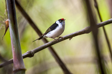 Tangarazinho (Ilicura militaris) | Pin-tailed Manakin in Pedra Azul, Espírito Santo - Southeast of Brazil.