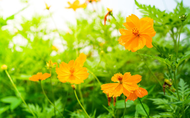 Yellow Cosmos flowers with sunlight in the morning. Cosmos is also known as Cosmos sulphureus.