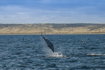Dusky dolphin , Patagonia , Argentina