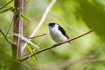 Tangarazinho (Ilicura militaris) | Pin-tailed Manakin in Pedra Azul, Espírito Santo - Southeast of Brazil.