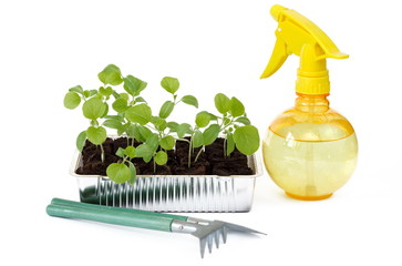 Seedlings of eggplant, garden tools and sprayer on a white background