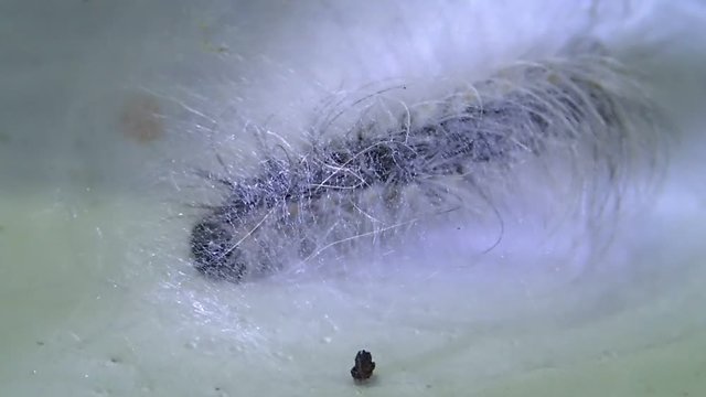Caterpillar making a folicle 