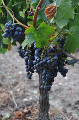 Chateau Lamothe-Bergeron Gironde