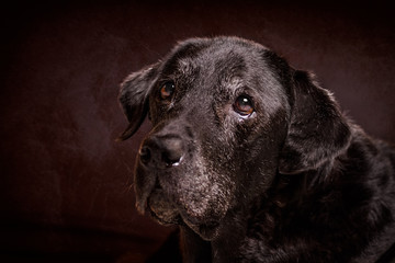 Senior Labrador Hund vor braunem Hintergrund