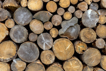 Pile of wood logs ready for winter