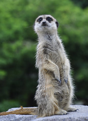 Fototapeta premium Meerkat looking at you 