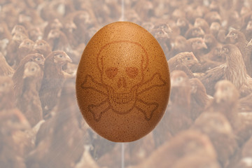 Hühnerei mit Totenkopf mit Hühnern im Hintergrund zum Fipronil-Skandal