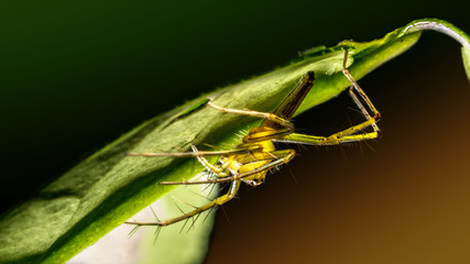 The macro image of a Jumping Spider (Mopsus mormon) on a green leaf with the glowing green and orange  background