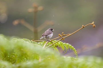Coleirinho (Sporophila caerulescens) | Double-collared Seedeater in Pedra Azul, Espírito Santo - Southeast of Brazil.