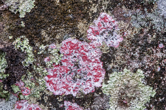 L&iacute;quen (Fungi) | Lichen in Pedra Azul, Esp&iacute;rito Santo - Southeast of Brazil.