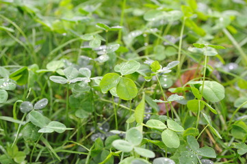 grünes Kleeblatt in Wiese mit Tau / Regen
