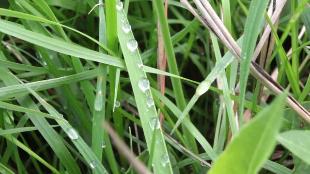 Erba bagnata dalla pioggia