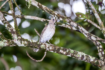 Sabiá-barranco ( Turdus leucomelas) | Pale-breasted Thrush in Pedra Azul, Espírito Santo - Southeast of Brazil.