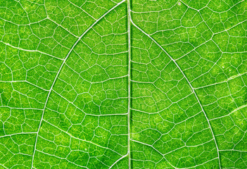 Close up view of green leaf and veins