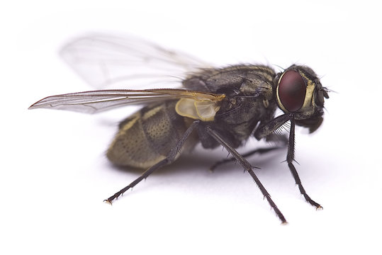 Common House Fly Macro Cleaning Its Body (Musca Domestica) Isolated On White Background.